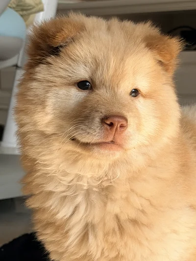 多乐